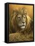 0908 Evening Glow  Lion-Jeremy Paul-Framed Stretched Canvas