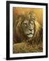 0908 Evening Glow  Lion-Jeremy Paul-Framed Giclee Print