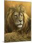 0908 Evening Glow  Lion-Jeremy Paul-Mounted Giclee Print