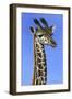 0925 Masai Youth-Jeremy Paul-Framed Giclee Print