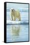 0944 Curious Bear Photo-Jeremy Paul-Framed Stretched Canvas