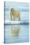 0944 Curious Bear Photo-Jeremy Paul-Stretched Canvas