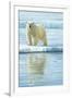 0944 Curious Bear Photo-Jeremy Paul-Framed Giclee Print