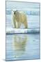 0944 Curious Bear Photo-Jeremy Paul-Mounted Giclee Print