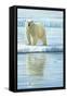 0944 Curious Bear Photo-Jeremy Paul-Framed Stretched Canvas