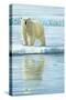0944 Curious Bear Photo-Jeremy Paul-Stretched Canvas