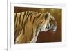 0983 Tense Tiger-Jeremy Paul-Framed Giclee Print