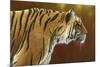 0983 Tense Tiger-Jeremy Paul-Mounted Giclee Print