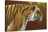 0983 Tense Tiger-Jeremy Paul-Stretched Canvas