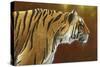 0983 Tense Tiger-Jeremy Paul-Stretched Canvas