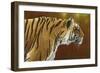 0983 Tense Tiger-Jeremy Paul-Framed Giclee Print