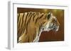 0983 Tense Tiger-Jeremy Paul-Framed Giclee Print