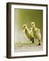 1, 2, 3, Go!-Mircea Costina-Framed Photographic Print