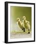 1, 2, 3, Go!-Mircea Costina-Framed Photographic Print