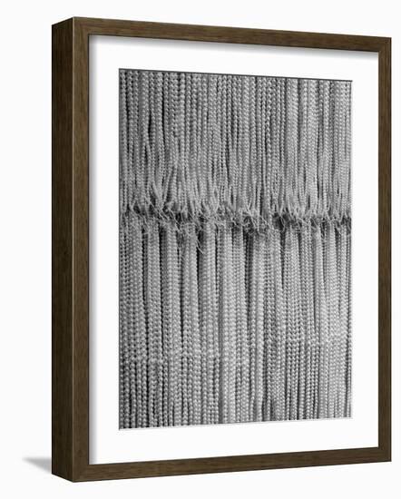 1,500 Strings of Pearls Hanging in Factory Before Shipping-Alfred Eisenstaedt-Framed Photographic Print