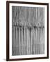 1,500 Strings of Pearls Hanging in Factory Before Shipping-Alfred Eisenstaedt-Framed Photographic Print