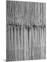 1,500 Strings of Pearls Hanging in Factory Before Shipping-Alfred Eisenstaedt-Mounted Photographic Print