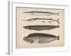 1. Clinus Polyactocephalus, 2. Gunellus Dolichogaster, 3. Belone Gigantea, 4. Scomberesox, 1855-H. Patterson-Framed Giclee Print