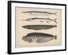 1. Clinus Polyactocephalus, 2. Gunellus Dolichogaster, 3. Belone Gigantea, 4. Scomberesox, 1855-H. Patterson-Framed Giclee Print