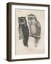 1. Ephialtes Watsonii, 2. (Ephialtes) Sagittatus, Litho by J.T. Bowen, 1850-Henry Louis Stephens-Framed Giclee Print