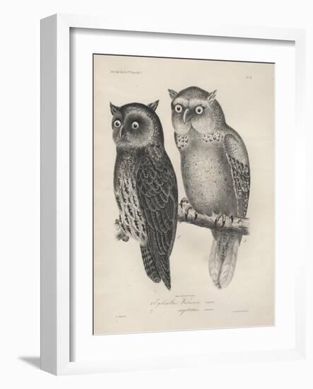 1. Ephialtes Watsonii, 2. (Ephialtes) Sagittatus, Litho by J.T. Bowen, 1850-Henry Louis Stephens-Framed Giclee Print