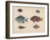 1. Etroplus Fumosus-H. Patterson-Framed Giclee Print