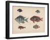 1. Etroplus Fumosus-H. Patterson-Framed Giclee Print