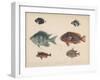 1. Etroplus Fumosus-H. Patterson-Framed Giclee Print