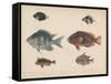 1. Etroplus Fumosus-H. Patterson-Framed Stretched Canvas