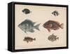 1. Etroplus Fumosus-H. Patterson-Framed Stretched Canvas