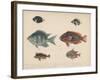1. Etroplus Fumosus-H. Patterson-Framed Giclee Print