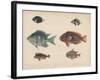 1. Etroplus Fumosus-H. Patterson-Framed Giclee Print