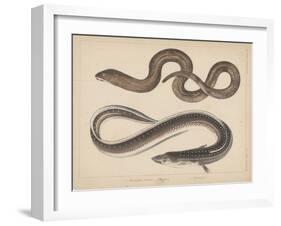 1. Muraena Kidako, 2. Anguilla, 1855-H. Patterson-Framed Giclee Print