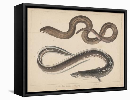 1. Muraena Kidako, 2. Anguilla, 1855-H. Patterson-Framed Stretched Canvas