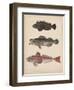 1. Pelor Japonicum, 2. Sebastes Inermis and 3. Trigla Burgeri, 1855-H. Patterson-Framed Giclee Print