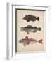 1. Pelor Japonicum, 2. Sebastes Inermis and 3. Trigla Burgeri, 1855-H. Patterson-Framed Giclee Print