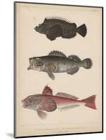 1. Pelor Japonicum, 2. Sebastes Inermis and 3. Trigla Burgeri, 1855-H. Patterson-Mounted Giclee Print