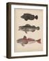 1. Pelor Japonicum, 2. Sebastes Inermis and 3. Trigla Burgeri, 1855-H. Patterson-Framed Giclee Print