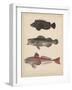 1. Pelor Japonicum, 2. Sebastes Inermis and 3. Trigla Burgeri, 1855-H. Patterson-Framed Giclee Print