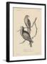 1. Psittacula Lineola and 2. Brotogeris Aurifrons, Litho by J.T. Bowen, 1850-William E. Hitchcock-Framed Giclee Print