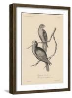 1. Psittacula Lineola and 2. Brotogeris Aurifrons, Litho by J.T. Bowen, 1850-William E. Hitchcock-Framed Giclee Print