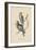1. Psittacula Lineola and 2. Brotogeris Aurifrons, Litho by J.T. Bowen, 1850-William E. Hitchcock-Framed Giclee Print