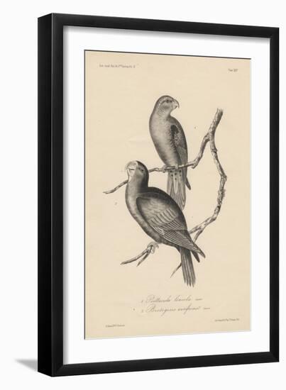 1. Psittacula Lineola and 2. Brotogeris Aurifrons, Litho by J.T. Bowen, 1850-William E. Hitchcock-Framed Giclee Print