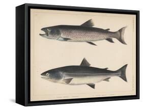 1. Salmo Perryi (Reduced), 2. Salmo Masou (Reduced), 1855-H. Patterson-Framed Stretched Canvas