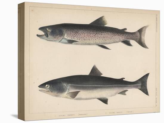 1. Salmo Perryi (Reduced), 2. Salmo Masou (Reduced), 1855-H. Patterson-Stretched Canvas
