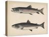 1. Salmo Perryi (Reduced), 2. Salmo Masou (Reduced), 1855-H. Patterson-Stretched Canvas