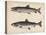 1. Salmo Perryi (Reduced), 2. Salmo Masou (Reduced), 1855-H. Patterson-Stretched Canvas