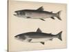 1. Salmo Perryi (Reduced), 2. Salmo Masou (Reduced), 1855-H. Patterson-Stretched Canvas