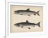 1. Salmo Perryi (Reduced), 2. Salmo Masou (Reduced), 1855-H. Patterson-Framed Giclee Print