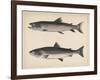 1. Salmo Perryi (Reduced), 2. Salmo Masou (Reduced), 1855-H. Patterson-Framed Giclee Print